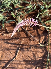 Hermbstaedtia odorata