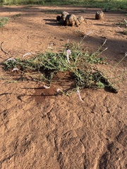 Hermbstaedtia odorata