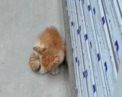 Felis catus