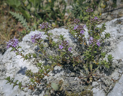 Thymus bashkiriensis