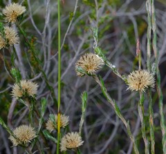 Stoebe gomphrenoides
