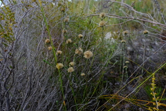 Stoebe gomphrenoides