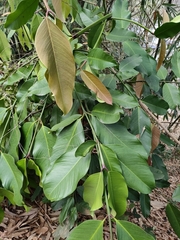 Garcinia xanthochymus