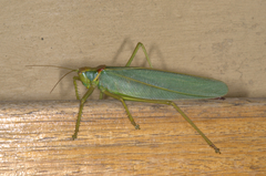 Terpandrus endota