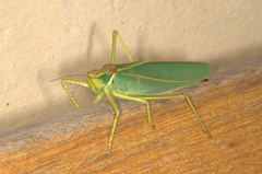 Terpandrus endota