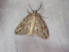 Pseudocoremia lupinata