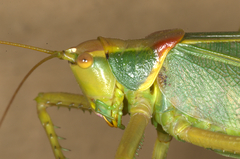 Terpandrus endota