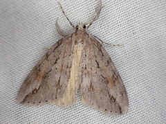 Pseudocoremia lupinata