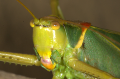 Terpandrus endota