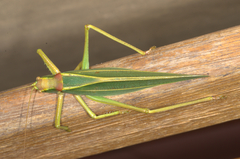 Terpandrus endota
