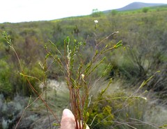 Lachnaea capitata