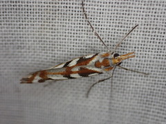 Orocrambus xanthogrammus