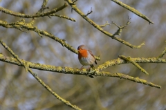 Erithacus rubecula