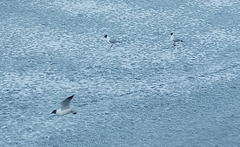 Chroicocephalus ridibundus