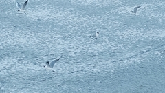 Chroicocephalus ridibundus