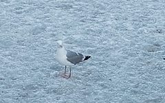 Larus canus