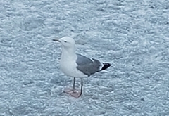 Larus canus