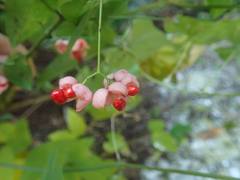 Euonymus hamiltonianus sieboldianus
