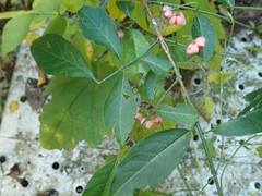 Euonymus hamiltonianus sieboldianus