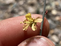 Hoffmannseggia intricata