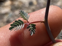 Hoffmannseggia intricata