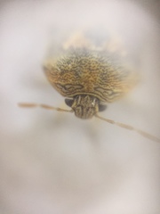 Menida