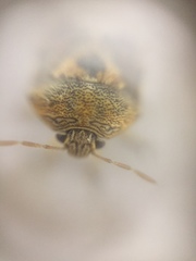 Menida