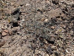 Hoffmannseggia intricata