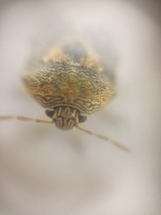 Menida