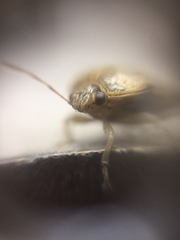 Menida