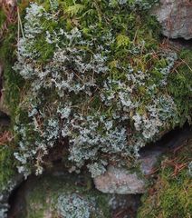 Sphaerophorus globosus