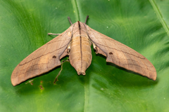 Marumba cristata bukaiana