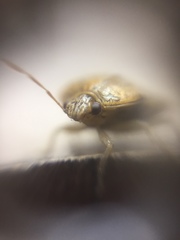 Menida