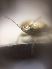 Menida