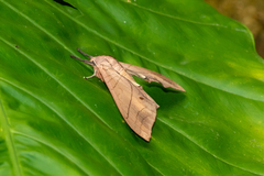 Marumba cristata bukaiana