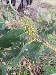 Eucalyptus yarraensis