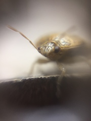 Menida