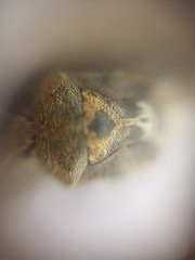 Menida