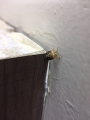 Menida