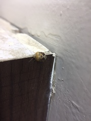 Menida