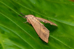 Marumba cristata bukaiana