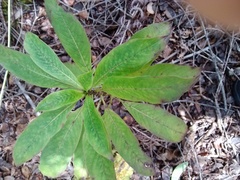Coprosma ochracea