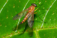 Chrysopilus ferruginosus