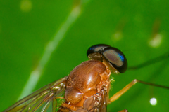 Chrysopilus ferruginosus