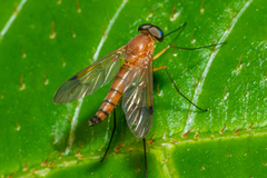 Chrysopilus ferruginosus