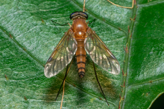 Chrysopilus ferruginosus