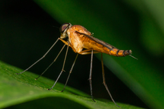 Chrysopilus ferruginosus