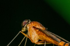 Chrysopilus ferruginosus