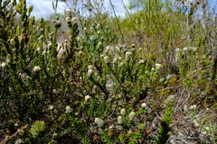 Phylica thunbergiana