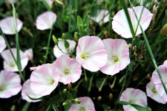 Convolvulus arvensis